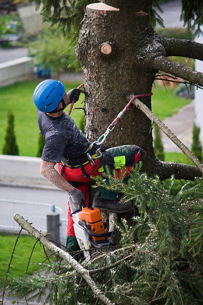 Best Lawn Disease Treatment  in Fort Lee, NJ