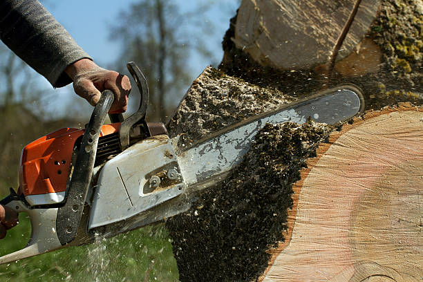Best Tree Preservation Services  in Fort Lee, NJ
